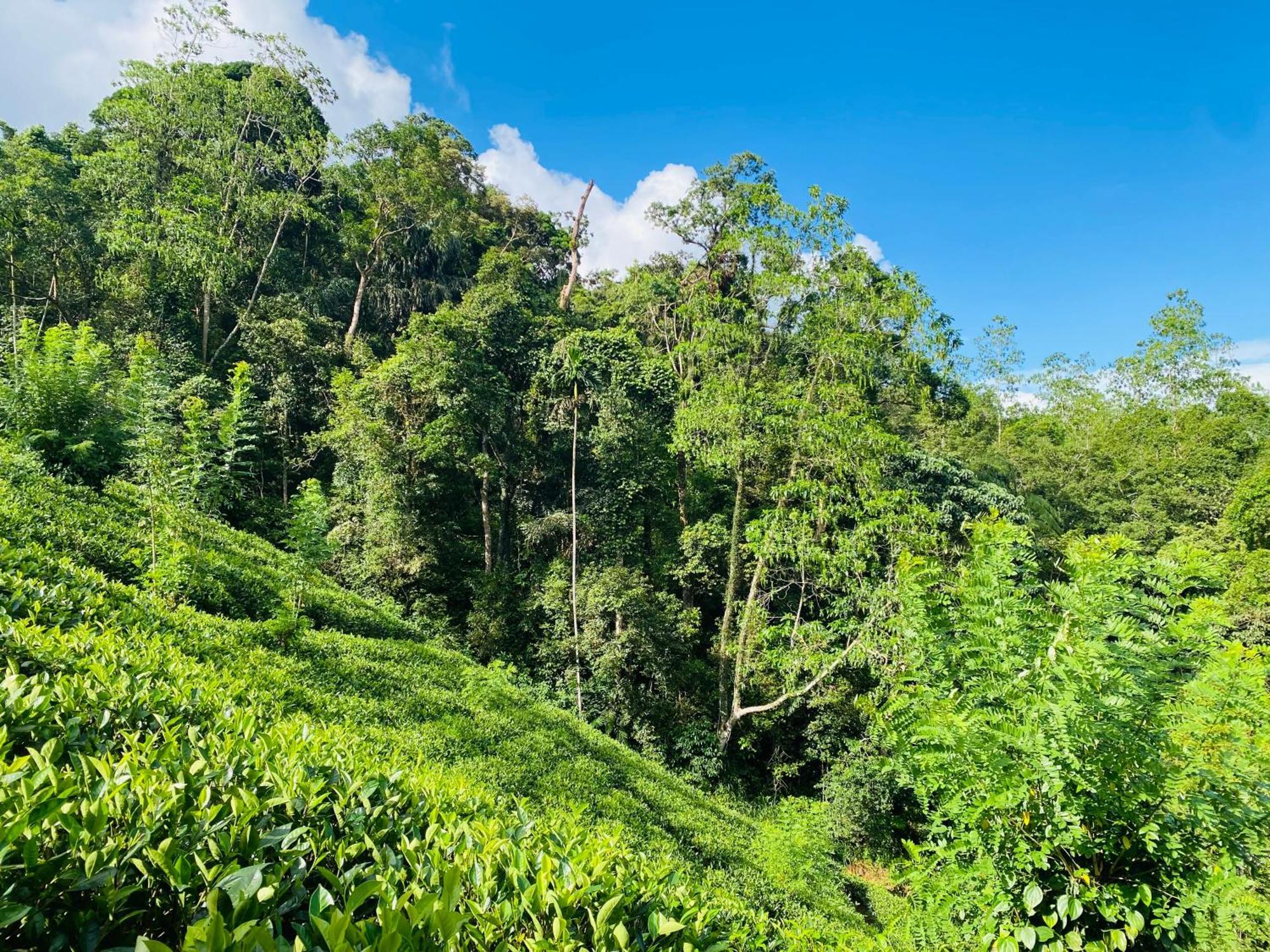 Rainforest Mount Lodge Deniyaya Dış mekan fotoğraf