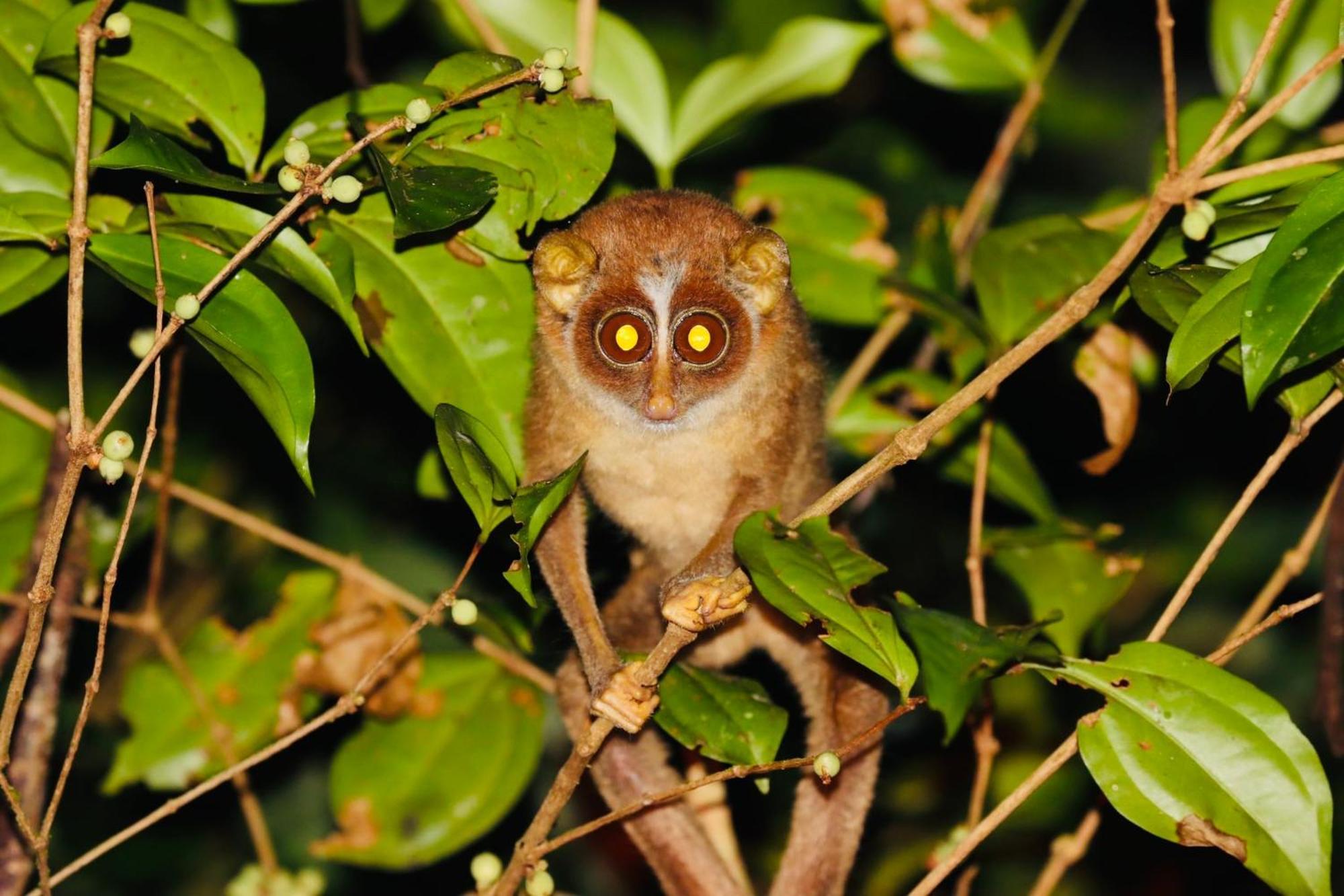 Rainforest Mount Lodge Deniyaya Dış mekan fotoğraf