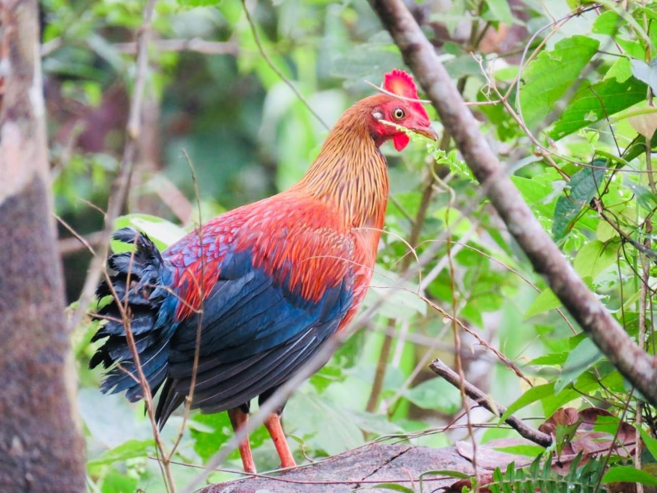 Rainforest Mount Lodge Deniyaya Dış mekan fotoğraf