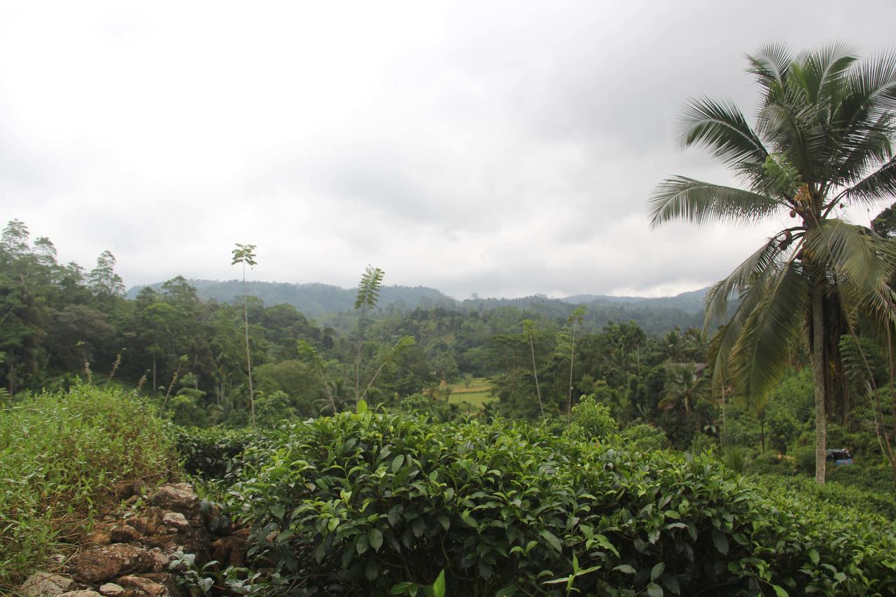 Rainforest Mount Lodge Deniyaya Dış mekan fotoğraf