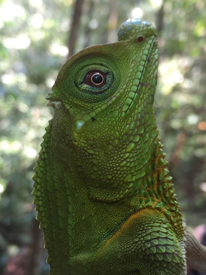 Rainforest Mount Lodge Deniyaya Dış mekan fotoğraf