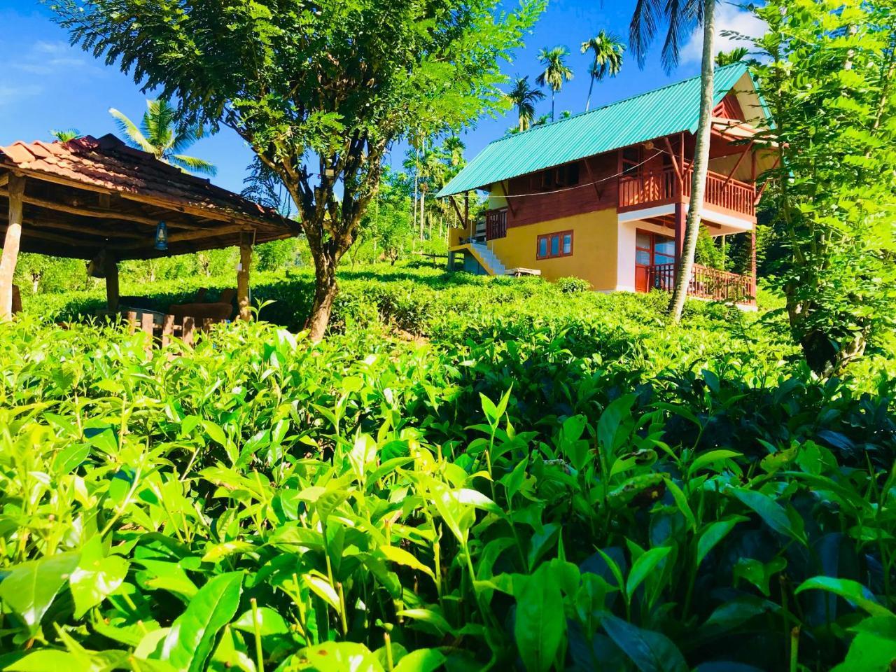 Rainforest Mount Lodge Deniyaya Dış mekan fotoğraf