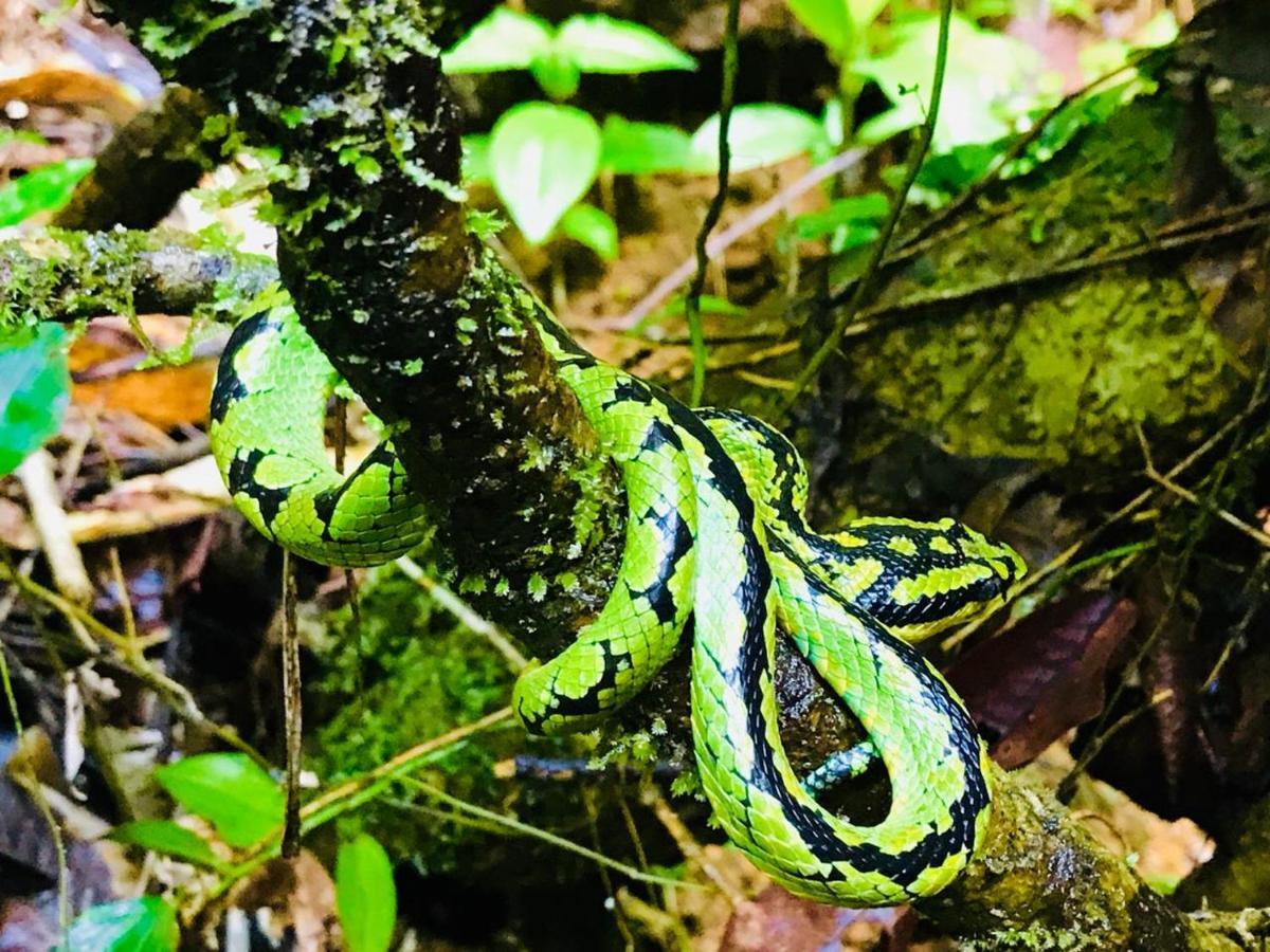 Rainforest Mount Lodge Deniyaya Dış mekan fotoğraf