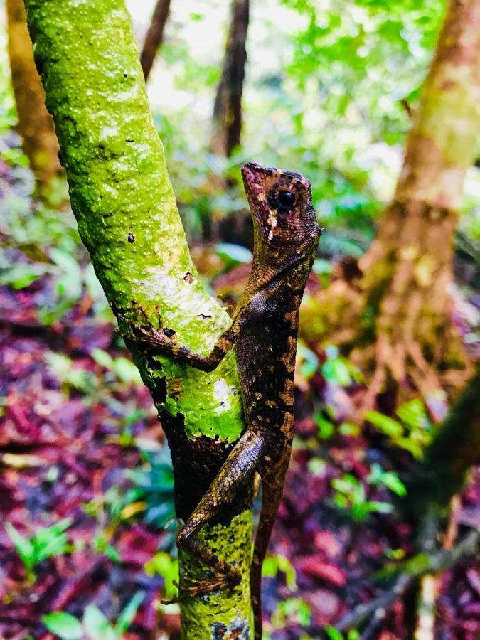 Rainforest Mount Lodge Deniyaya Dış mekan fotoğraf