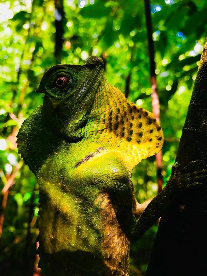 Rainforest Mount Lodge Deniyaya Dış mekan fotoğraf